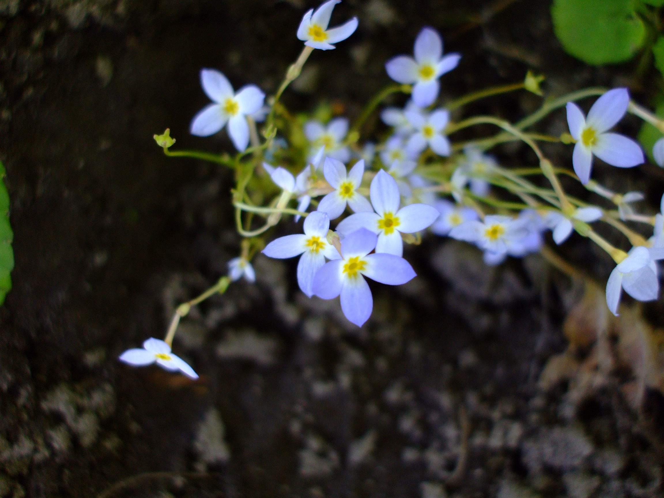 Houstonia serpyllifolia